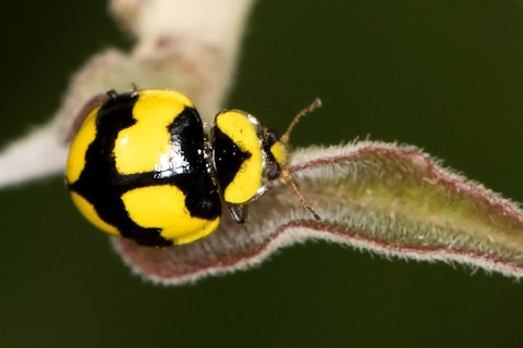 Fungus-eating Ladybird (Illeis galbula)